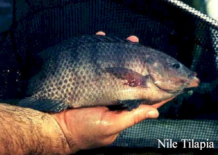 Nile Tilapia